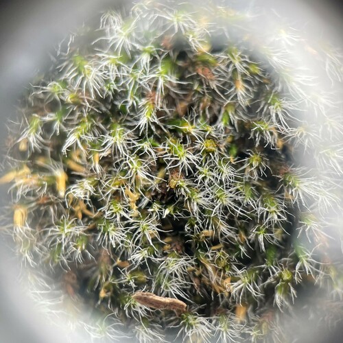 Grimmia laevigata