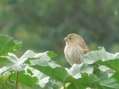 Catamenia analis