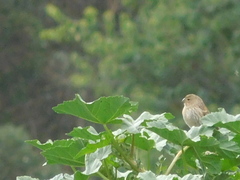 Catamenia analis