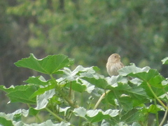 Catamenia analis