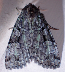 Anaplectoides pressus