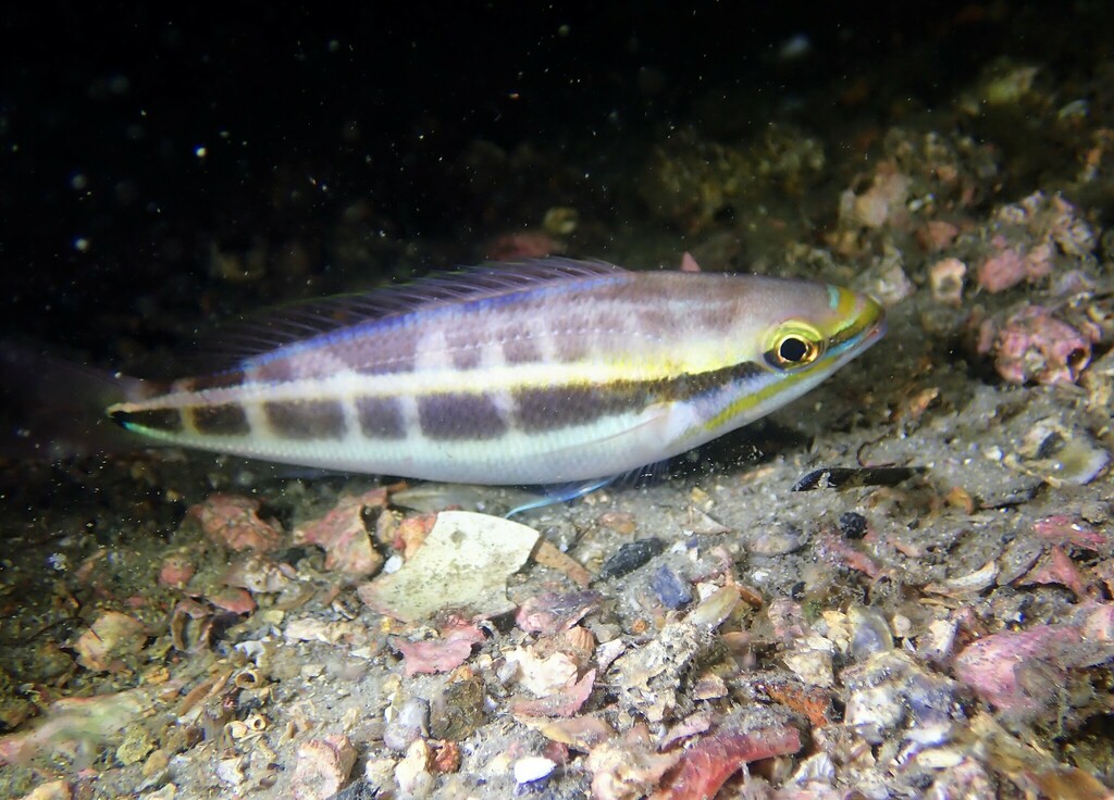 Paradijs-draadstaart (Pentapodus paradiseus) — Nemipteridae