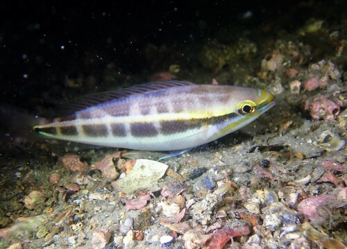 Paradise whiptail (Pentapodus paradiseus) — Nemipteridae