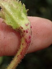 Columnea strigosa