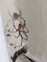 Latrodectus