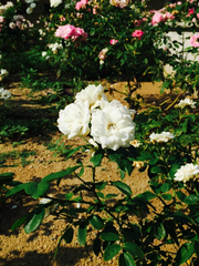 Angiospermae
