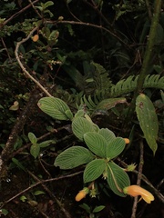 Columnea strigosa