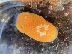 Acanthodoris lutea