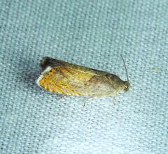 Dichrorampha bittana