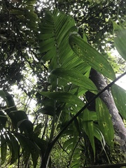 Chamaedorea linearis