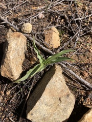 Hooveria parviflora