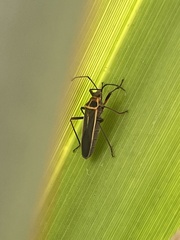 Stenomacra marginella