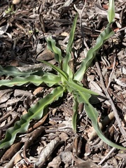 Hooveria parviflora