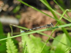 Argia bipunctulata