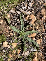 Hooveria parviflora