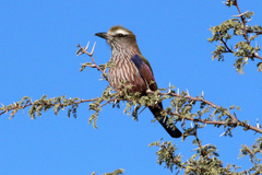 Coracias naevius mosambicus