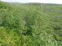 Populus balsamifera balsamifera