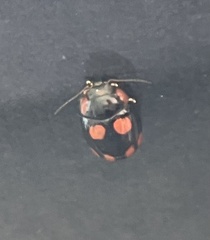 Paropsisterna sexpustulata