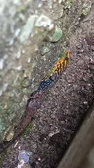 Gonatodes caudiscutatus