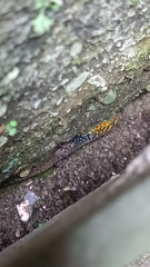 Gonatodes caudiscutatus