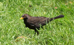 Turdus merula