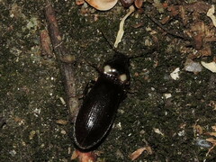 Phanophorus perspicax