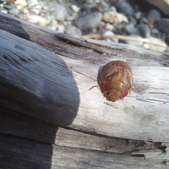 Paropsis charybdis