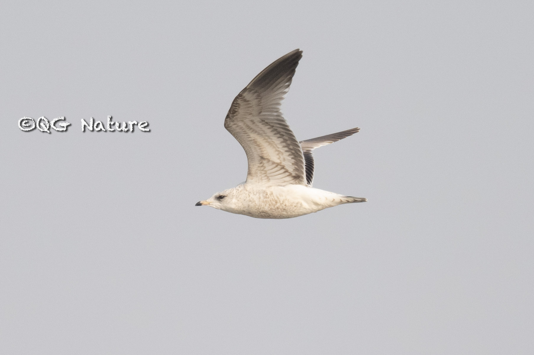 Common Gull