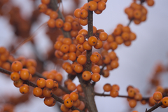 Hippophae