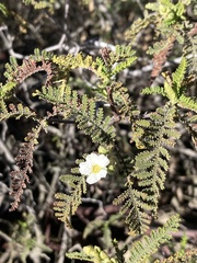 Chamaebatia australis