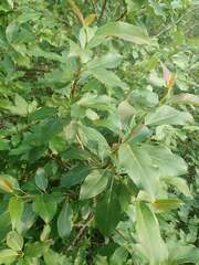 Populus balsamifera balsamifera