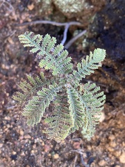 Chamaebatia australis