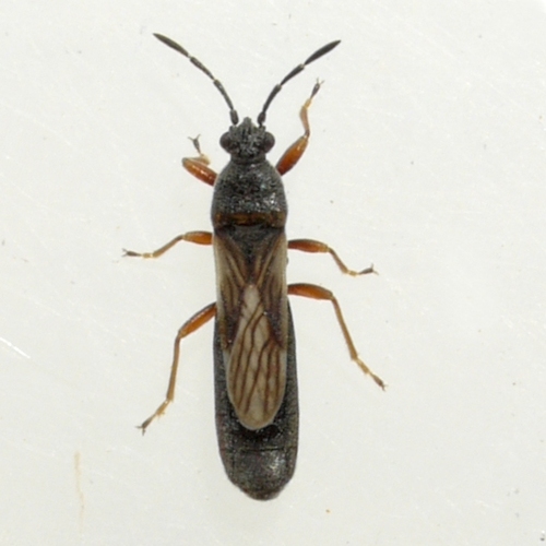 Ischnodemus falicus