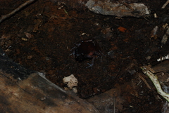 Hylophorbus rufescens