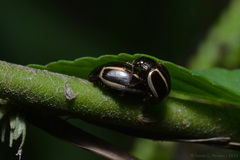 Doryphorina