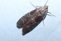 Euzophera ostricolorella