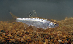 Cyprinella spiloptera