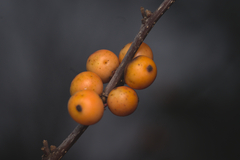 Hippophae