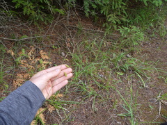 Carex castanea