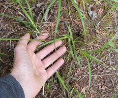 Carex castanea