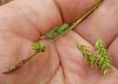 Carex castanea