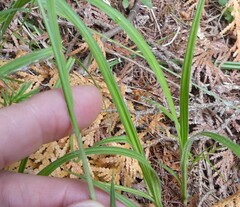Carex castanea