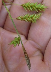 Carex castanea
