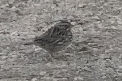 Passerculus sandwichensis