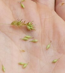 Carex castanea