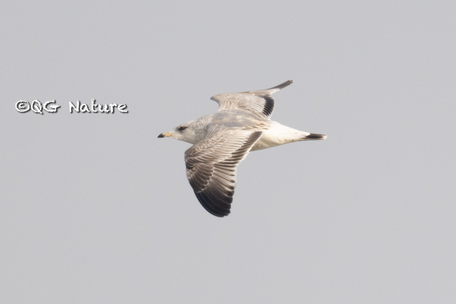 Common Gull