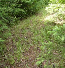 Carex castanea