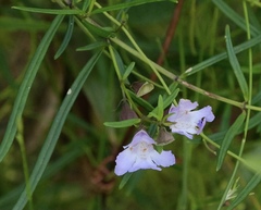 Prostanthera linearis