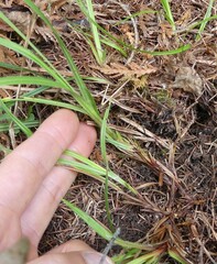 Carex castanea