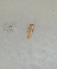 Danielithosia immaculata